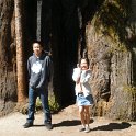 Summer, 2012, with Kara, Andrew and Madeline - Avenue of the Giants - 12